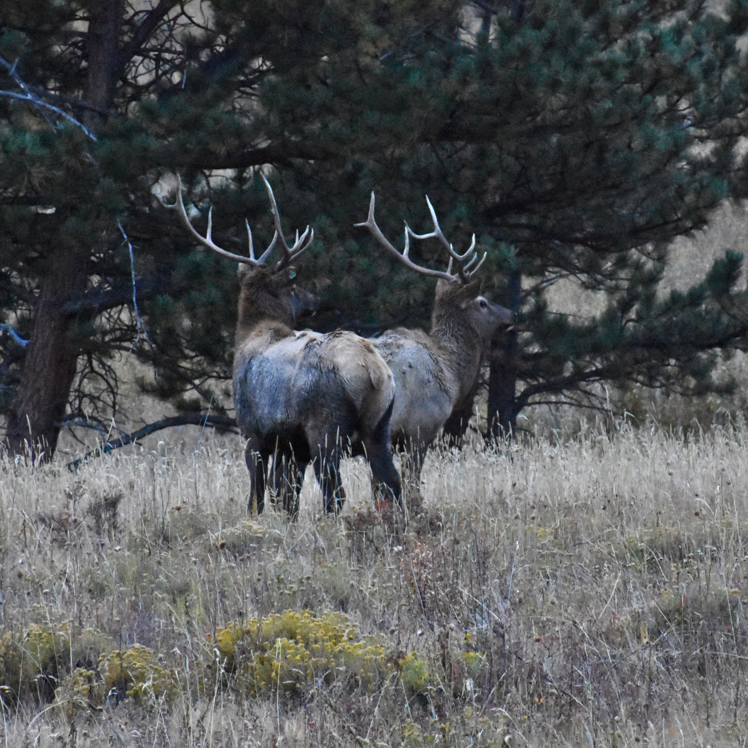 2 elk at Rocky Mountain National Park