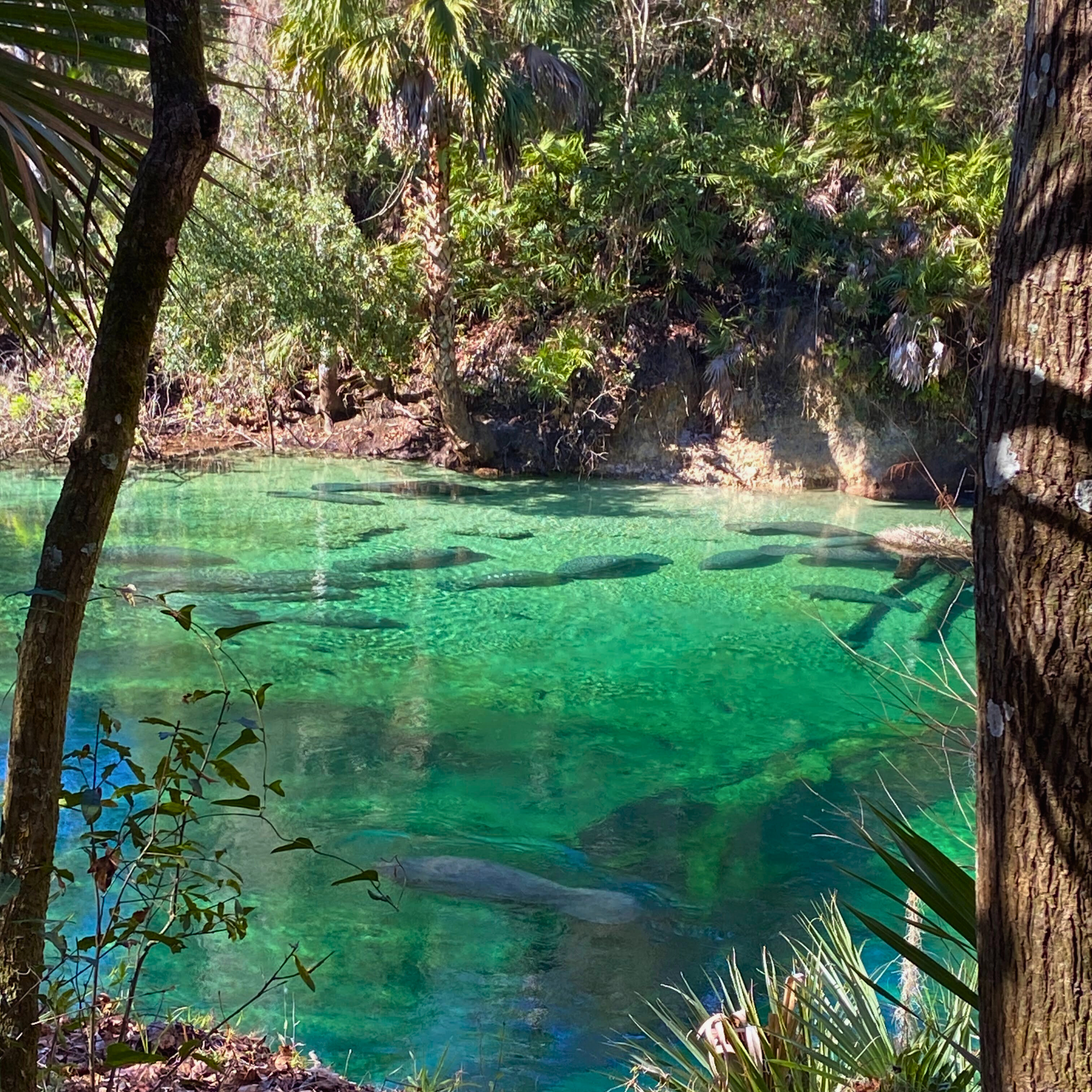 Manatees swimming in a spring near Orlando - one of the best weekend getaways in the United States